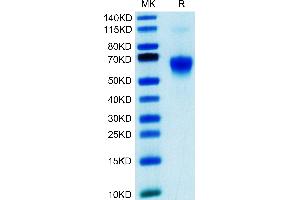 Human Galectin 9 on Tris-Bis PAGE under reduced condition.