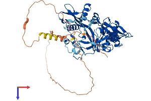 AlphaFold protein structure predicition of Mouse Recombinant Nmt2 Protein, UniprotID O70311