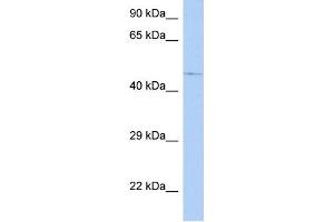 WB Suggested Anti-C9orf138 Antibody Titration: 0. (FAM154A anticorps  (N-Term))