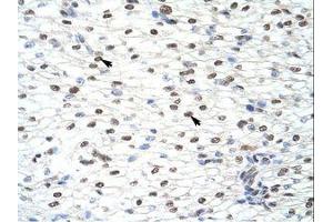 Image no. 1 for anti-CUGBP, Elav-Like Family Member 2 (CELF2) (AA 73-122) antibody (ABIN203186)