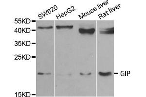 Western blot analysis of extracts of various cell lines, using GIP antibody (ABIN5973668) at 1/1000 dilution. (GIP anticorps)