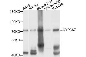 Western blot analysis of extracts of various cell lines, using CYP3A7 antibody. (CYP3A7 anticorps)