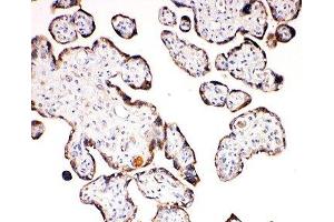 IHC-P: Aquaporin 6 antibody testing of human placenta tissue (AQP6 anticorps  (C-Term))
