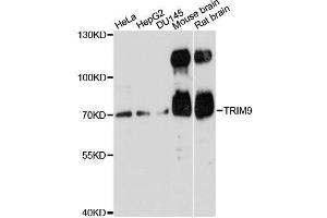 Western blot analysis of extracts of various cell lines, using TRIM9 antibody. (TRIM9 anticorps  (AA 1-160))