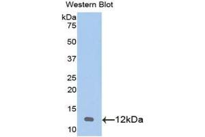 Western Blotting (WB) image for anti-Chemokine (C-X-C Motif) Ligand 1 (Melanoma Growth Stimulating Activity, Alpha) (CXCL1) (AA 25-96) antibody (ABIN1078404)