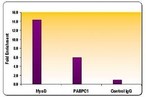 Histone H3 dimethyl Lys9 antibody tested by ChIP analysis. (Histone 3 anticorps  (H3K9me2))