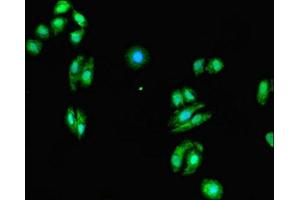 Immunofluorescent analysis of HepG2 cells using ABIN7165334 at dilution of 1:100 and Alexa Fluor 488-congugated AffiniPure Goat Anti-Rabbit IgG(H+L) (EVI2A anticorps  (AA 31-133))