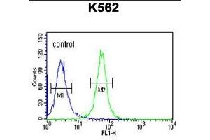 SPDYA Antibody (Center) (ABIN6244012 and ABIN6579062) flow cytometric analysis of K562 cells (right histogram) compared to a negative control cell (left histogram). (SPDYA anticorps  (AA 147-175))