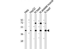 All lanes : Anti-GYG1 Antibody (C-Term) at 1:2000 dilution Lane 1: Hela whole cell lysate Lane 2: HepG2 whole cell lysate Lane 3: Mouse heart lysate Lane 4: Mouse skeletal muscle lysate Lane 5: Rat heart lysate Lysates/proteins at 20 μg per lane. (Glycogenin 1 anticorps  (AA 314-347))