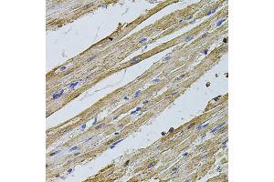 Immunohistochemistry of paraffin-embedded rat heart using CSNK2B antibody (ABIN1872042) at dilution of 1:100 (40x lens). (CSNK2B anticorps)