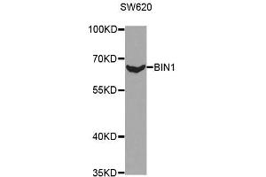 Western blot analysis of extracts of SW620 cell line, using BIN1 antibody. (BIN1 anticorps  (AA 230-409))