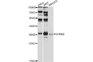 Western blot analysis of extracts of various cell lines, using CCND2 antibody (ABIN6290267) at 1:1000 dilution. (Cyclin D2 anticorps)