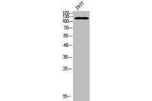 Western blot analysis of 293T using Acetyl-RIP140 (K158) antibody. (NRIP1 anticorps  (acLys158))