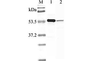 Western blot analysis using anti-Nampt (human), pAb  at 1:2'000 dilution. (NAMPT anticorps  (AA 413-431))