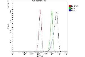 Flow Cytometry analysis of ANA-1 cells using anti-C5 antibody (ABIN7600410).