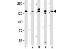 Western blot analysis of lysate from (1) HeLa, (2) MCF-7, (3) mouse C2C12, (4) mouse NIH3T3, (5) rat C6 cell line using Raptor antibody at 1:1000. (RAPTOR anticorps)