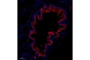 Immunofluorescence analysis of paraffin embedded mouse lung using Flt4 (ABIN7076194) at dilution of 1: 400 (Vegf Receptor 3 anticorps)