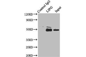 Immunoprecipitating LIPG in HepG2 whole cell lysate Lane 1: Rabbit control IgG instead of ABIN7151743 in HepG2 whole cell lysate. (LIPG anticorps  (AA 360-500))