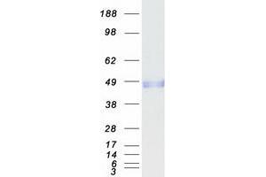 Validation with Western Blot
