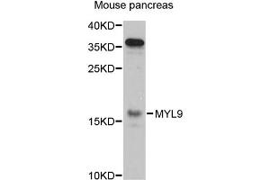 Western blot analysis of extracts of mouse pancreas, using MYL9 antibody (ABIN5971556) at 1:3000 dilution. (MYL9 anticorps)
