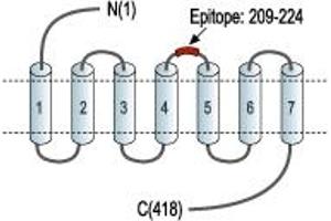 Representative domain view of the target of ABIN7885194.
