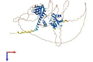 AlphaFold protein structure predicition of Human Recombinant SH2B2 Protein, UniprotID O14492