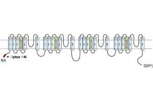 Representative domain view of the target of ABIN7581835.