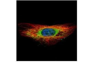 ICC/IF Image Confocal immunofluorescence analysis (Olympus FV10i) of methanol-fixed HeLa, using DIAPH1, antibody (Green) at 1:500 dilution.