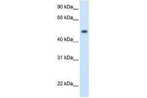 MAT1A antibody used at 2. (MAT1A anticorps  (C-Term))