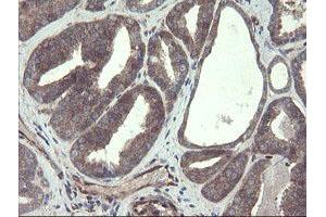 Image no. 3 for anti-TSC22 Domain Family, Member 1 (TSC22D1) antibody (ABIN1501540) (TSC22D1 anticorps)