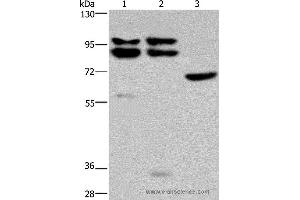Western blot analysis of Hela, 231 and NIH/3T3 cell, using OS9 Polyclonal Antibody at dilution of 1:200 (OS9 anticorps)