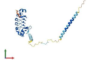 AlphaFold protein structure predicition of Human Recombinant LRRC61 Protein, UniprotID Q9BV99