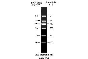 Image no. 1 for AccuBand™ 100 bp DNA Marker II (ABIN5662591)