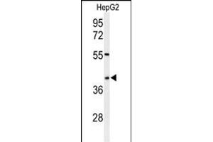 Western blot analysis of WDR82 Antibody (N-term) (ABIN651007 and ABIN2840036) in HepG2 cell line lysates (35 μg/lane). (WDR82 anticorps  (N-Term))