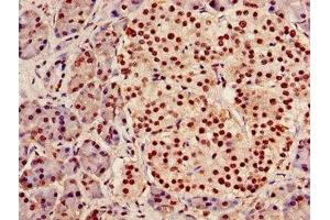 Immunohistochemistry of paraffin-embedded human pancreatic tissue using ABIN7142023 at dilution of 1:100