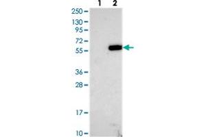 Western blot analysis of Lane 1: Negative control (vector only transfected HEK293T lysate), Lane 2: Over-expression Lysate (Co-expressed with a C-terminal myc-DDK tag (~3. (TMEM151A anticorps)