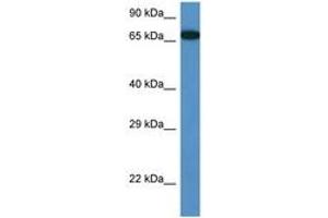 Image no. 1 for anti-Mbt Domain Containing 1 (MBTD1) (AA 245-294) antibody (ABIN6747232) (MBTD1 anticorps  (AA 245-294))