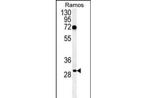 Western blot analysis of C19orf63 Antibody (N-term) (ABIN651381 and ABIN2840212) in Ramos cell line lysates (35 μg/lane). (EMC10 anticorps  (N-Term))