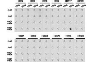 Dot-blot analysis of all sorts of methylation peptides using H3R17me2s antibody. (Histone 3 anticorps  (H3R17me2s))