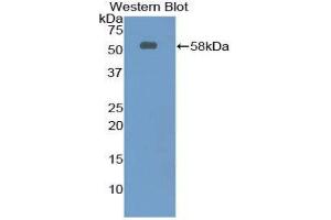 Western Blotting (WB) image for anti-Netrin 1 (NTN1) (AA 313-565) antibody (ABIN1860071) (Netrin 1 anticorps  (AA 313-565))