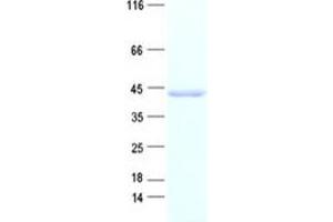 Validation with Western Blot