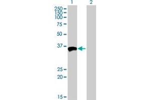 Western Blot analysis of MFI2 expression in transfected 293T cell line by MFI2 MaxPab polyclonal antibody. (MFI2 anticorps  (AA 1-302))