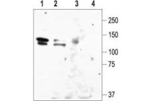 Western blot analysis of rat brain lysate (lanes 1 and 3) and HEK-KCNH1 (lanes 2 and 4): - 1,2. (KCNH1 anticorps  (C-Term, Intracellular))