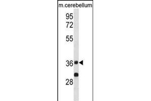 P2CA Antibody (Center) (ABIN1881681 and ABIN2839034) western blot analysis in mouse cerebellum tissue lysates (35 μg/lane). (PPP2CA anticorps  (AA 88-116))