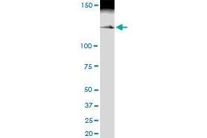 Immunoprecipitation of MYBBP1A transfected lysate using anti-MYBBP1A MaxPab rabbit polyclonal antibody and Protein A Magnetic Bead , and immunoblotted with MYBBP1A MaxPab mouse polyclonal antibody (B01) .