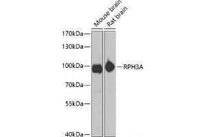 Western blot analysis of extracts of various cell lines using RPH3A Polyclonal Antibody at dilution of 1:1000.