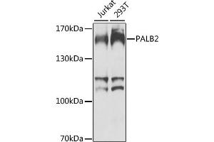 Western blot analysis of extracts of various cell lines, using P antibody (ABIN6128412, ABIN6145192, ABIN6145193 and ABIN6224413) at 1:1000 dilution. (PALB2 anticorps  (AA 99-198))