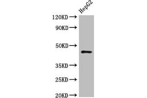 Western Blot Positive WB detected in: HepG2 whole cell lysate All lanes: HLA-B antibody at 1:1000 Secondary Goat polyclonal to rabbit IgG at 1/50000 dilution Predicted band size: 41 kDa Observed band size: 45 kDa (HLA-B anticorps  (AA 243-308))