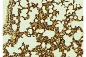 ABIN6273296 at 1/100 staining Mouse lung tissue by IHC-P. (PHF19 anticorps  (Internal Region))