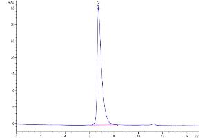 The purity of Biotinylated Human Nectin-2 is greater than 95 % as determined by SEC-HPLC. (PVRL2 Protein (His-Avi Tag,Biotin))